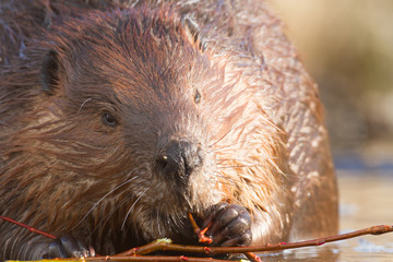 beaver © TSpider