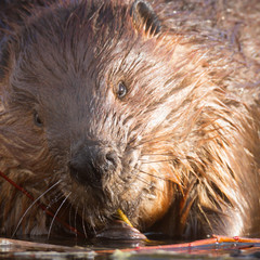 beaver