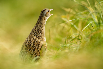 bird