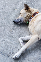 Sleeping dog on floor