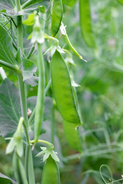 The green peas in the vegetable garden