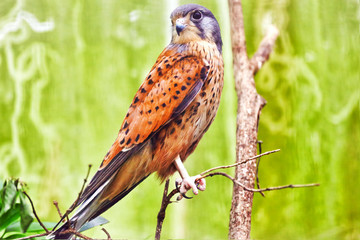 Saker falcon in his  natural habitat.
