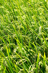 Rice plants growing in a paddy field