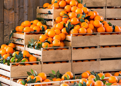 Wooden crates of fresh ripe oranges