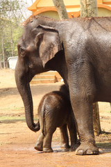 Mother elephant securing baby elephant, this 2 month old baby elephant and mother was captured at tadoba andheri tiger reserve,
