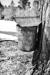 Rusty vintage maple syrup bucket on tree