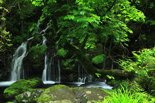 秋田県にかほ市　 夏の元滝伏流水