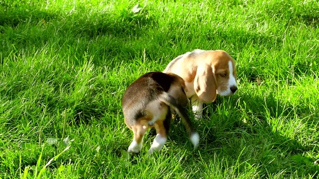 Beagle dogs running across the grass summer day. Slow motion