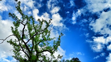 Himmelblau u. Frühlings grün
