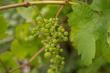 Weintrauben im Garten
