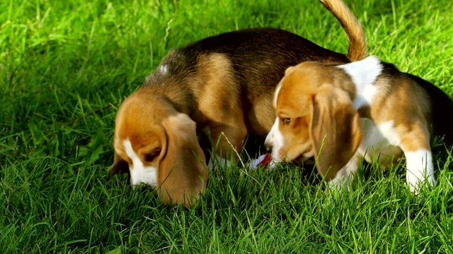 Happy beagle dogs in Park. Slow motion