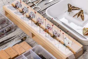 Obraz premium Many butterflies