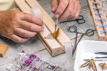 Fototapeta premium Man spreading butterfly wings
