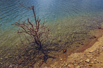 Leafless shrub in translucent lake water