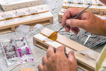 Man spread a butterfly