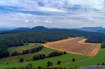 Getreidefeld am Lilienstein