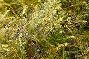 Field of barley