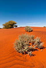 Plants growing on a red sand dune beneath a clear blue sky, taken near Uluru in central Australia