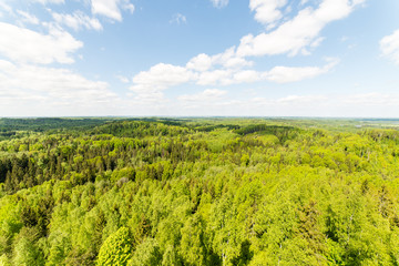 Endless forests in sunny day