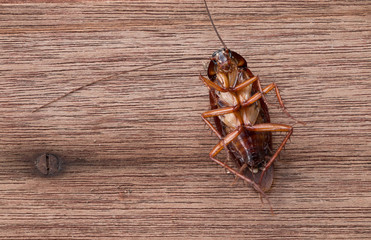 Dead Cockroach on wooden background.