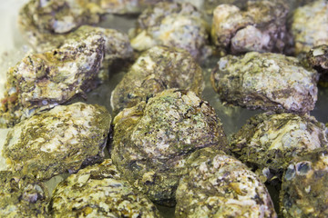 oysters shell  at restaurant