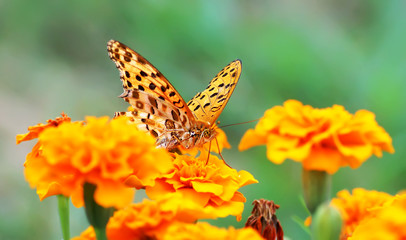 close up butterfly on flower, Japan