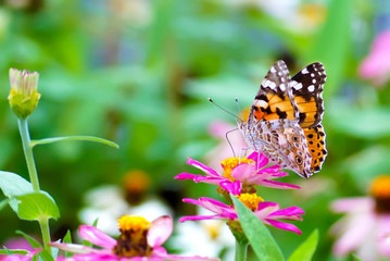 close up butterfly on flower, Japan