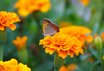 close up butterfly on flower, Japan