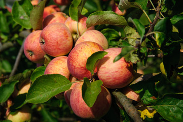 Red Apples on the Branch