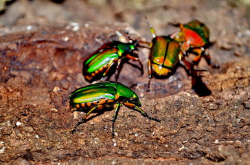 green beetle in forest  