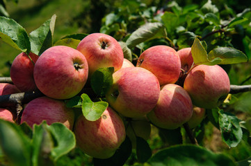 Red Apples on the Branch