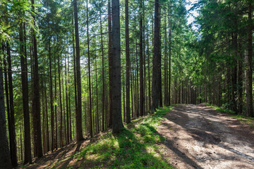 summer landscape pine forest