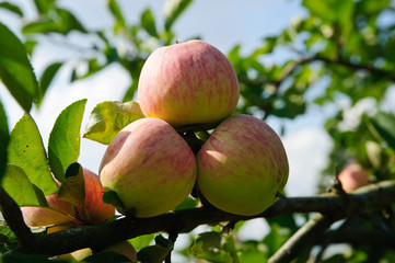 Red Apples on the Branch