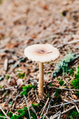 poisonous mushroom closeup