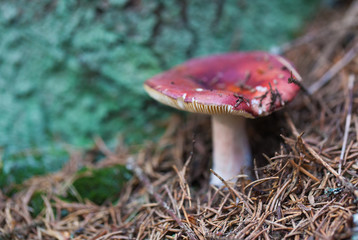edible mushroom closeup