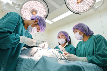 group of veterinarian surgery in operation room 
