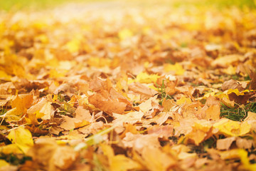 fallen autumn leaves on grass in sunny morning light