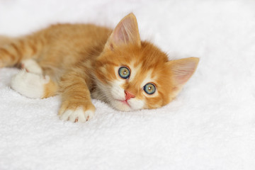 Cute ginger kitten looking