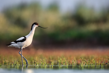 Pied avocet (Recurvirostra avosetta) stepping over water plants in search of food