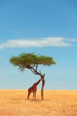 Naklejka premium Giraffe in Masai Mara