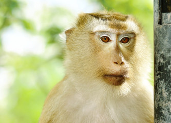 Close-up monkey portriat with shade light
