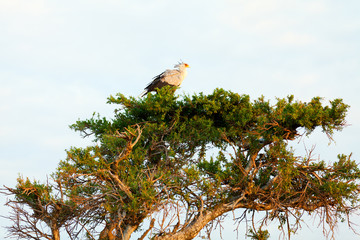 Secretary bird, Masai Mara