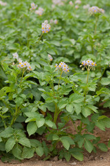 ジャガイモ畑　メークイーン