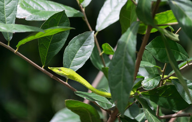 Close-Up Green Viper