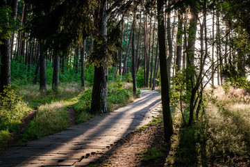 Fototapeta premium Footpath through a forest. Nida, Neringa. Lithuania