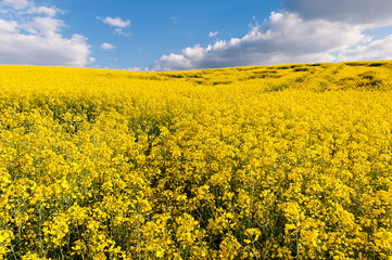 Field of yellow rapeseed oil - 89096907