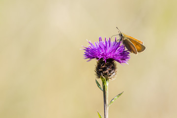Small Skipper (Thymelicus sylvestris)