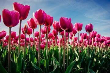 Pink tulip plantation at sunset.