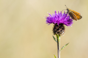 Small Skipper (Thymelicus sylvestris)
