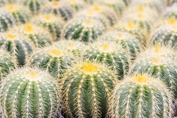 close up cactus